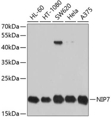 Western Blot: NIP7 AntibodyBSA Free [NBP2-93222]