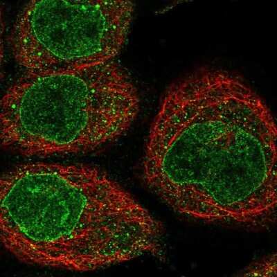 Immunocytochemistry/ Immunofluorescence: NIPA Antibody [NBP1-82564]