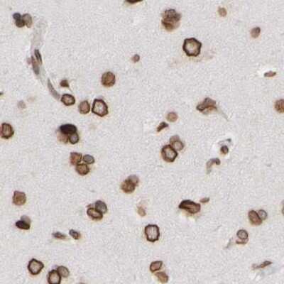 Immunohistochemistry-Paraffin: NIPA Antibody [NBP1-82564]