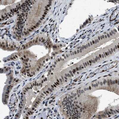 Immunohistochemistry-Paraffin: NIPA Antibody [NBP1-82565]