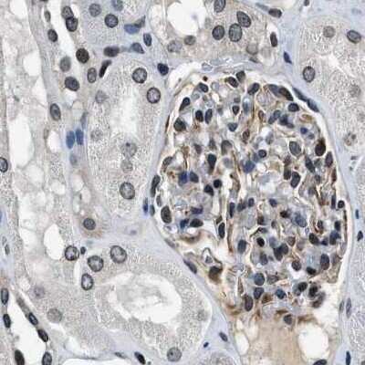 Immunohistochemistry-Paraffin: NIPA Antibody [NBP1-82565]