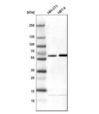 Western Blot: NIPA Antibody [NBP1-82564]