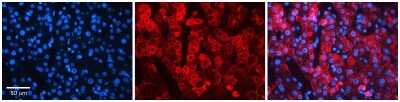 Immunohistochemistry: NIPA2 Antibody [NBP1-91580]