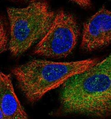 Immunocytochemistry/ Immunofluorescence: NIR2 Antibody [NBP2-34132]