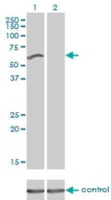 Western Blot: NIRF Antibody (3A11) [H00115426-M01]