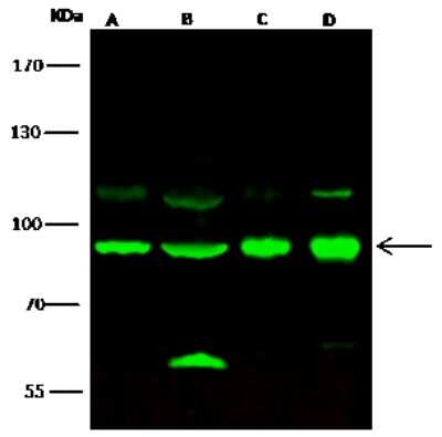 Western Blot: NIRF Antibody [NBP2-98956]