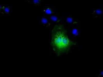 Immunocytochemistry/ Immunofluorescence: NIT2 Antibody (OTI2B9) - Azide and BSA Free [NBP2-72995]