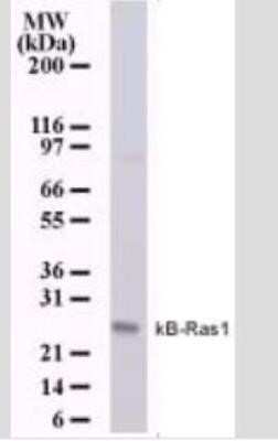 Western Blot: NKIRAS1 Antibody (184C278) [NB100-56555]