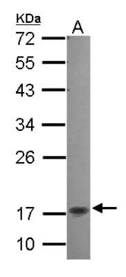 Western Blot: NKIRAS2 Antibody [NBP2-19545]