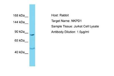 Western Blot: NKPD1 Antibody [NBP2-83277]