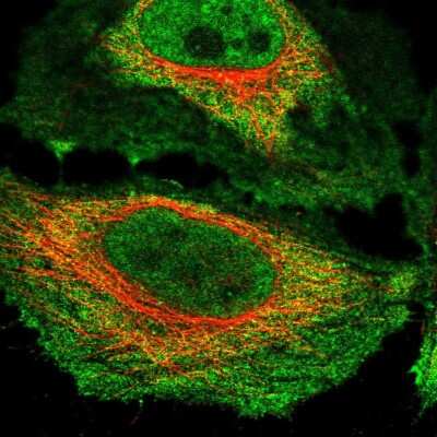 Immunocytochemistry/ Immunofluorescence: NKTR Antibody [NBP2-58423]