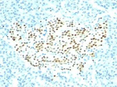 Immunohistochemistry-Paraffin: NKX2.2 Antibody (SPM564) - IHC-Prediluted [NBP2-45155]