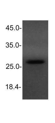 Western Blot: NKX3.1 Antibody (0361)Azide and BSA Free [NBP2-80880]