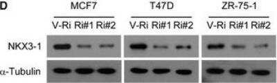 Knockdown Validated: NKX3.1 Antibody (0361) - BSA Free [NB100-1828]