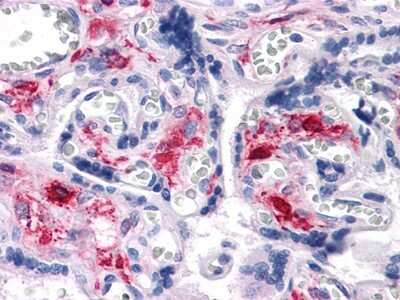 Immunohistochemistry-Paraffin: NKX3.1 Antibody (4H4) - BSA Free [NBP1-51609]
