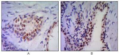 Immunohistochemistry-Paraffin: NKX3.1 Antibody (4H4) - BSA Free [NBP1-51609]
