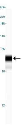 Simple Western: NKX6.1 AntibodyBSA Free [NBP1-49672]