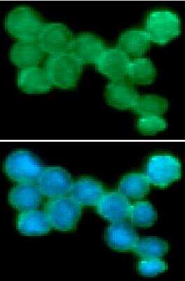 Immunocytochemistry/ Immunofluorescence: NKp44/NCR2 Antibody (1G6) - BSA Free [NBP2-42683]