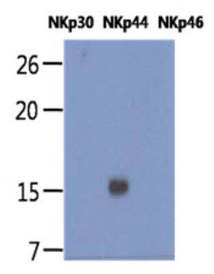 Western Blot: NKp44/NCR2 Antibody (1G6)BSA Free [NBP2-42683]