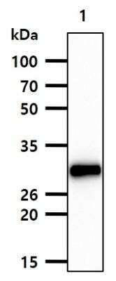 Western Blot: NKp46/NCR1 Antibody (n1D9)BSA Free [NBP1-04311]