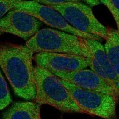 Immunocytochemistry/ Immunofluorescence: NKp80/KLRF1 Antibody [NBP3-17283]