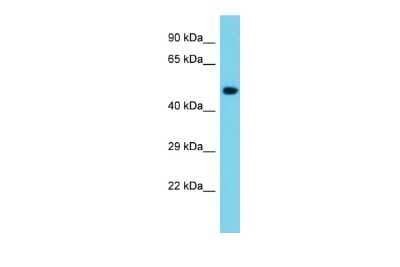 Western Blot: NLE1 Antibody [NBP2-83282]