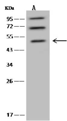 Western Blot: NLE1 Antibody [NBP2-98646]