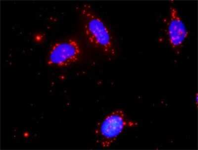 Proximity Ligation Assay: NLK Antibody (2B11) [H00051701-M02]