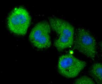 Immunocytochemistry/ Immunofluorescence: NLRC3 Antibody [NBP2-75593]