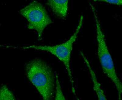 Immunocytochemistry/ Immunofluorescence: NLRC3 Antibody [NBP2-75593]