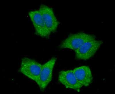 Immunocytochemistry/ Immunofluorescence: NLRC3 Antibody [NBP2-75593]