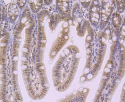 Immunohistochemistry-Paraffin: NLRC3 Antibody [NBP2-75593]