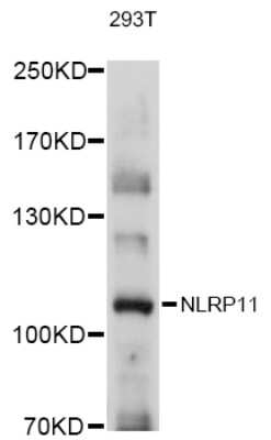 Western Blot: NLRP11 AntibodyAzide and BSA Free [NBP2-93812]