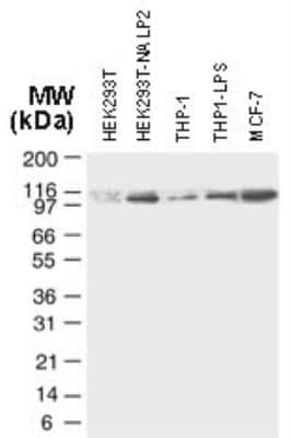 Western Blot: NLRP2/NALP2 Antibody [NB100-56155]