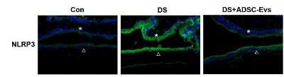 Immunocytochemistry/ Immunofluorescence: NLRP3/NALP3 Antibody - BSA Free [NBP1-77080]