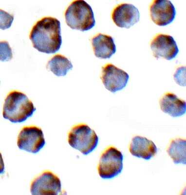 Immunocytochemistry/ Immunofluorescence: NLRP3/NALP3 Antibody - BSA Free [NBP1-77080]