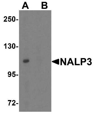Western Blot: NLRP3/NALP3 AntibodyBSA Free [NBP1-77080]