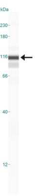 Simple Western: NLRP3/NALP3 Antibody (25N10E9)Azide and BSA Free [NBP2-80881]