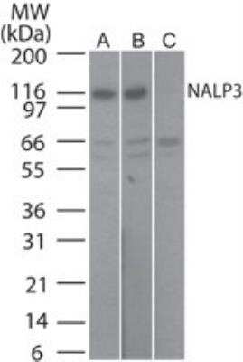 Western Blot Detection of NLRP3/NALP3 in Multiple Cell Lysates