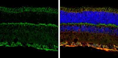 Immunohistochemistry-Frozen: NMDAR1 Antibody [NBP3-13158]