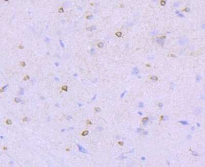 Immunohistochemistry-Paraffin: NMDAR1 Antibody (JM11-26) [NBP2-66982]
