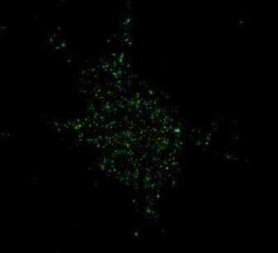 Immunocytochemistry/ Immunofluorescence: NMDAR1 Antibody (R1JHL) - Azide and BSA Free [NB300-118]