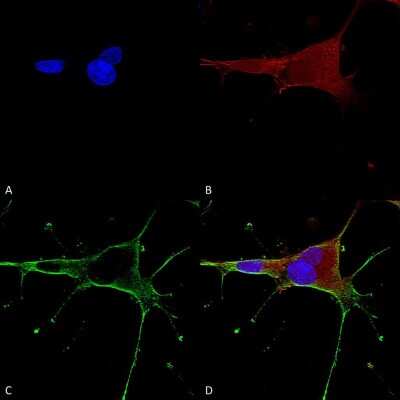 Immunocytochemistry/ Immunofluorescence: NMDAR1 Antibody (S308-48) [NBP2-59327]