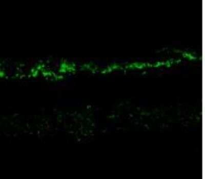 Immunohistochemistry: NMDAR2A Antibody [NB300-105]