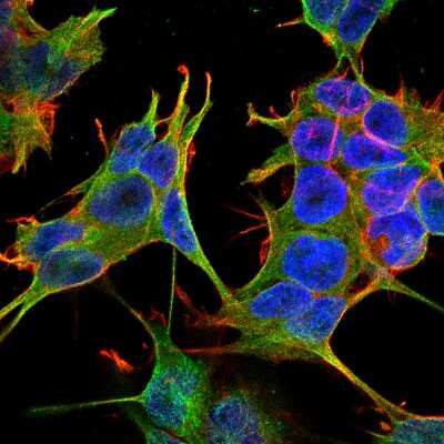 Immunocytochemistry/ Immunofluorescence: NMDAR2A Antibody (S327-95) [NBP2-22405]