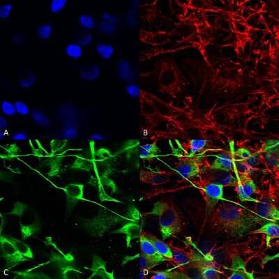 Immunocytochemistry/ Immunofluorescence: NMDAR2A Antibody (S327-95) [NBP2-22405]