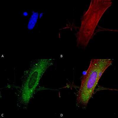 Immunocytochemistry/ Immunofluorescence: NMDAR2A Antibody (S327A-38) [NBP2-22404]