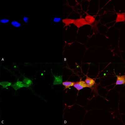 Immunocytochemistry/ Immunofluorescence: NMDAR2B Antibody (S59) [NBP1-47611]