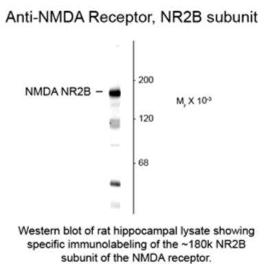 Western Blot: NMDAR2B Antibody [NBP1-30037]