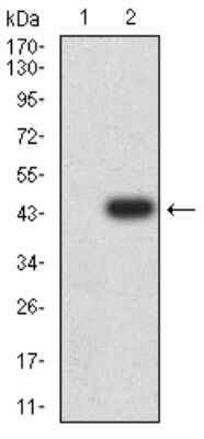 Western Blot: NMDAR3B Antibody (2A8E11)BSA Free [NBP2-61747]